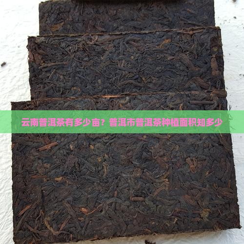 云南普洱茶有多少亩？普洱市普洱茶种植面积知多少