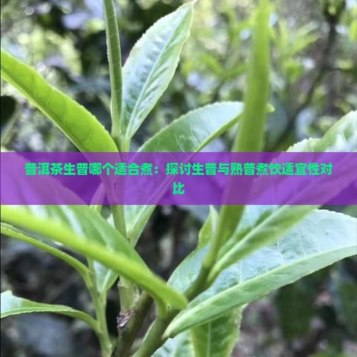 普洱茶生普哪个适合煮：探讨生普与熟普煮饮适宜性对比
