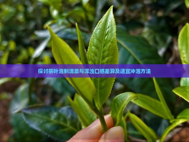 探讨茶叶泡制清澈与浑浊口感差异及适宜冲泡方法