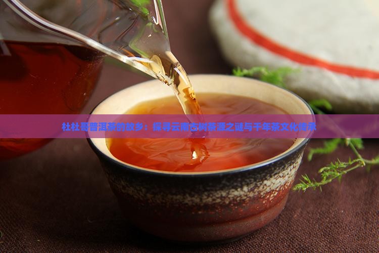 杜杜哥普洱茶的故乡：探寻云南古树茶源之谜与千年茶文化传承
