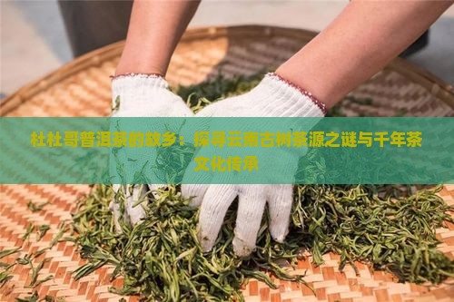杜杜哥普洱茶的故乡：探寻云南古树茶源之谜与千年茶文化传承