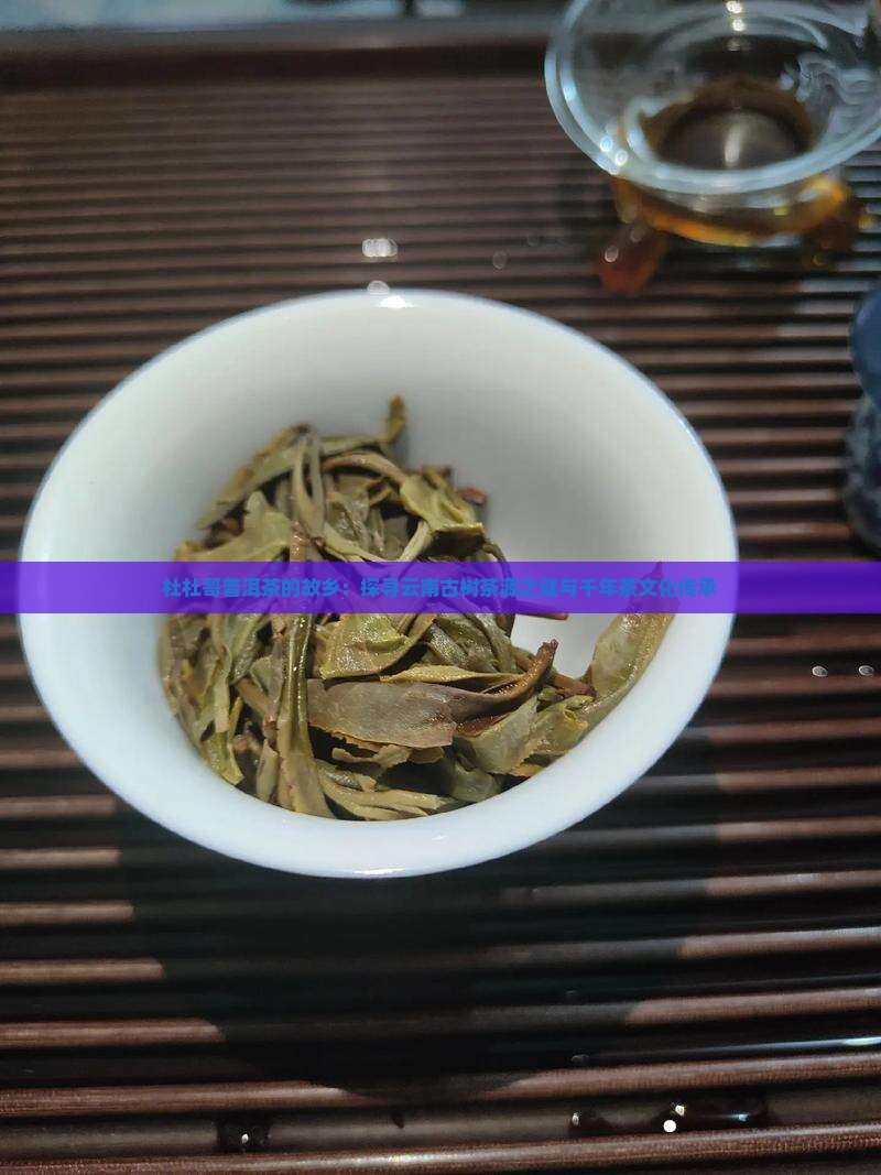杜杜哥普洱茶的故乡：探寻云南古树茶源之谜与千年茶文化传承
