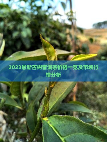 2023最新古树普洱茶价格一览及市场行情分析