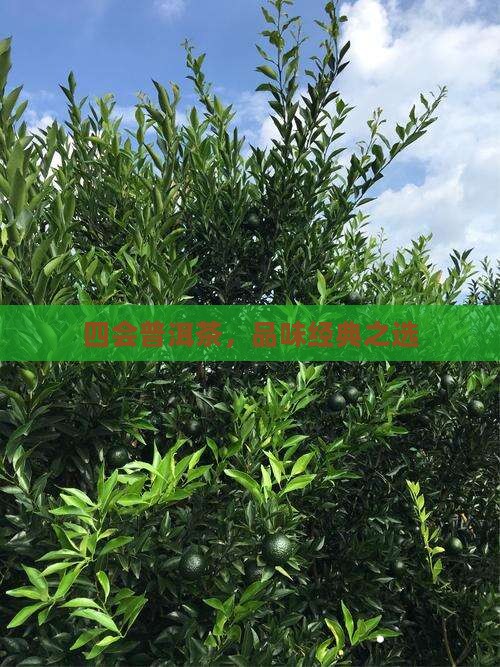 四会普洱茶，品味经典之选