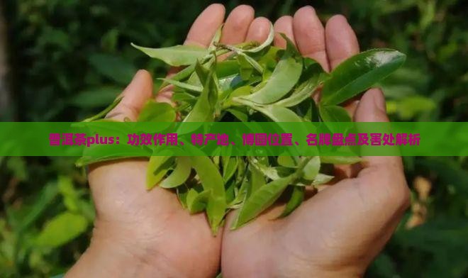 普洱茶plus：功效作用、特产地、博园位置、名牌盘点及害处解析