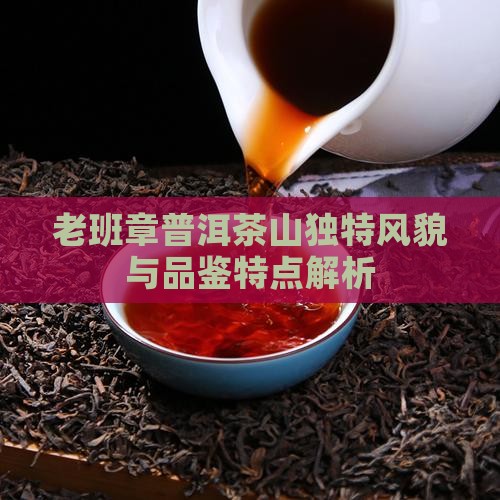 老班章普洱茶山独特风貌与品鉴特点解析