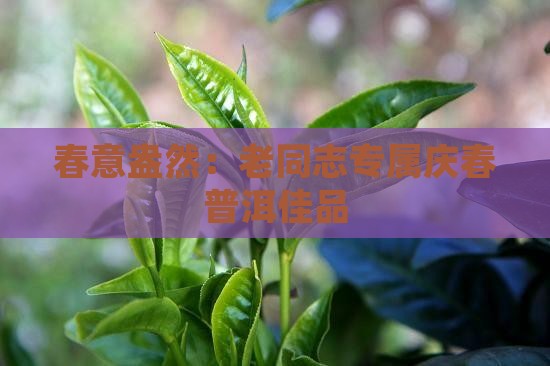春意盎然：老同志专属庆春普洱佳品