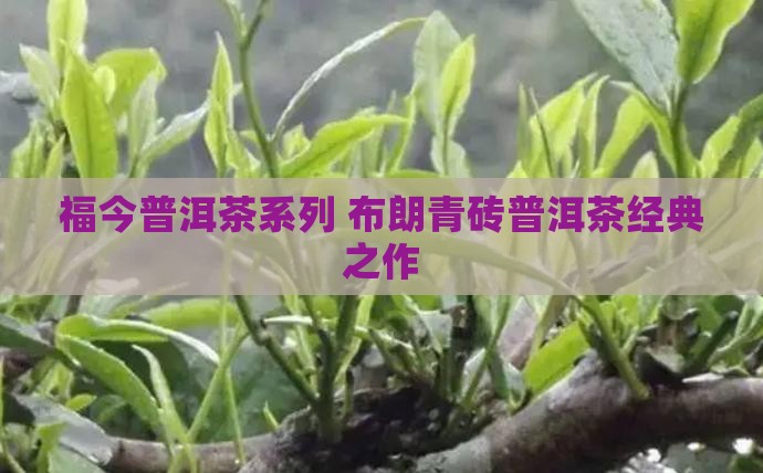 福今普洱茶系列 布朗青砖普洱茶经典之作