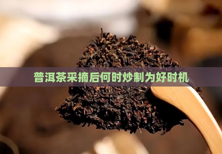 普洱茶采摘后何时炒制为好时机