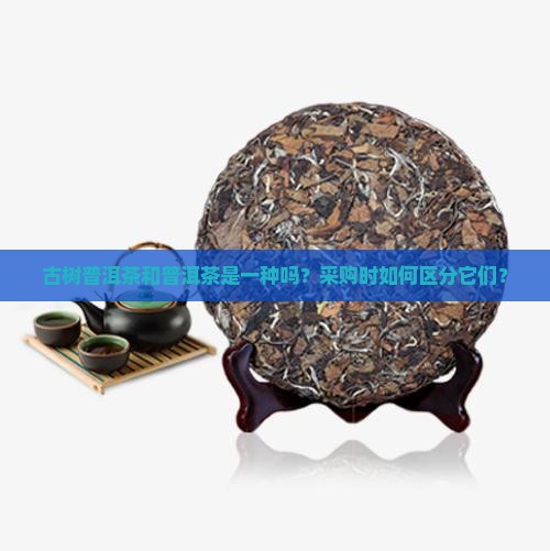 古树普洱茶和普洱茶是一种吗？采购时如何区分它们？