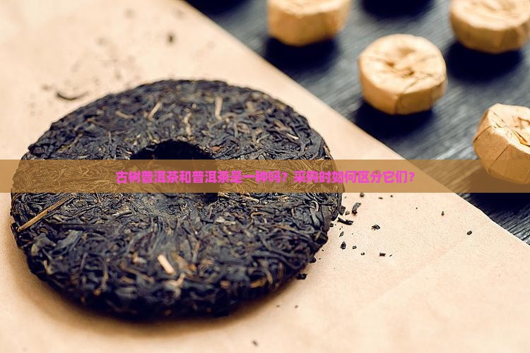 古树普洱茶和普洱茶是一种吗？采购时如何区分它们？