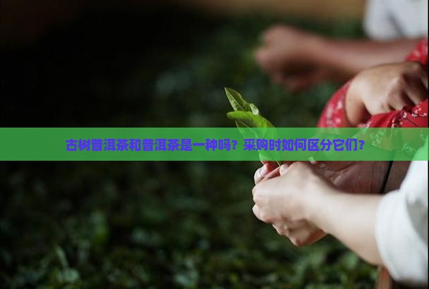 古树普洱茶和普洱茶是一种吗？采购时如何区分它们？