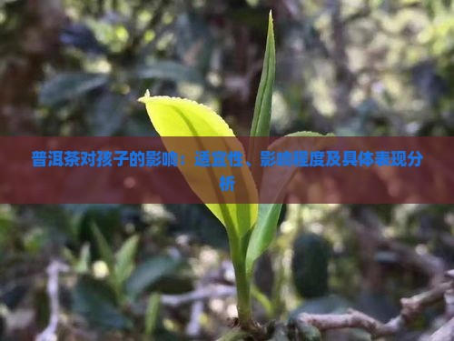 普洱茶对孩子的影响：适宜性、影响程度及具体表现分析