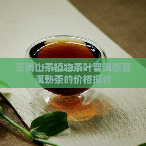 云南山茶植物茶叶普洱茶普洱熟茶的价格探讨