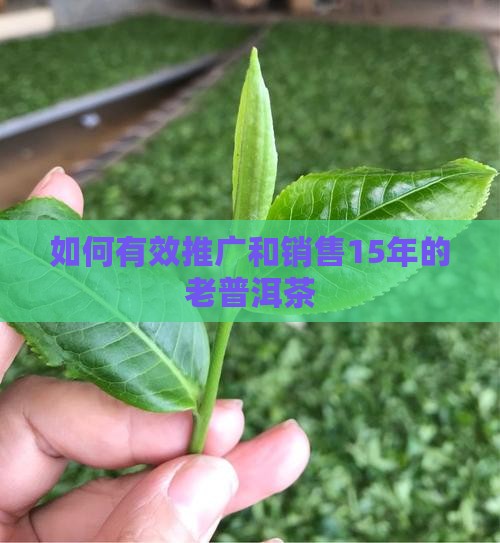 如何有效推广和销售15年的老普洱茶