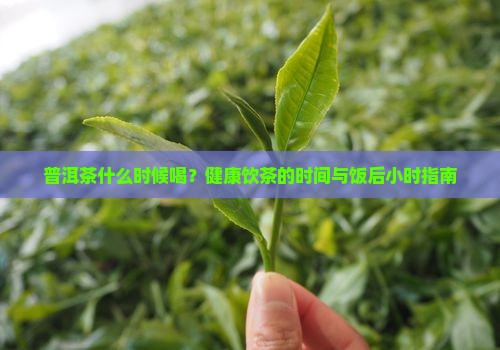 普洱茶什么时候喝？健康饮茶的时间与饭后小时指南