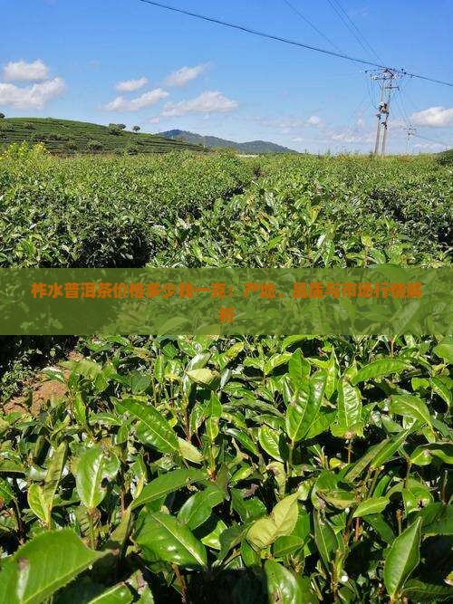 柞水普洱茶价格多少钱一克：产地、品质与市场行情解析