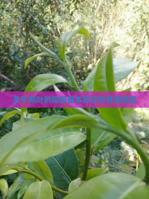 关于茶叶的简短基本知识与性质阅读