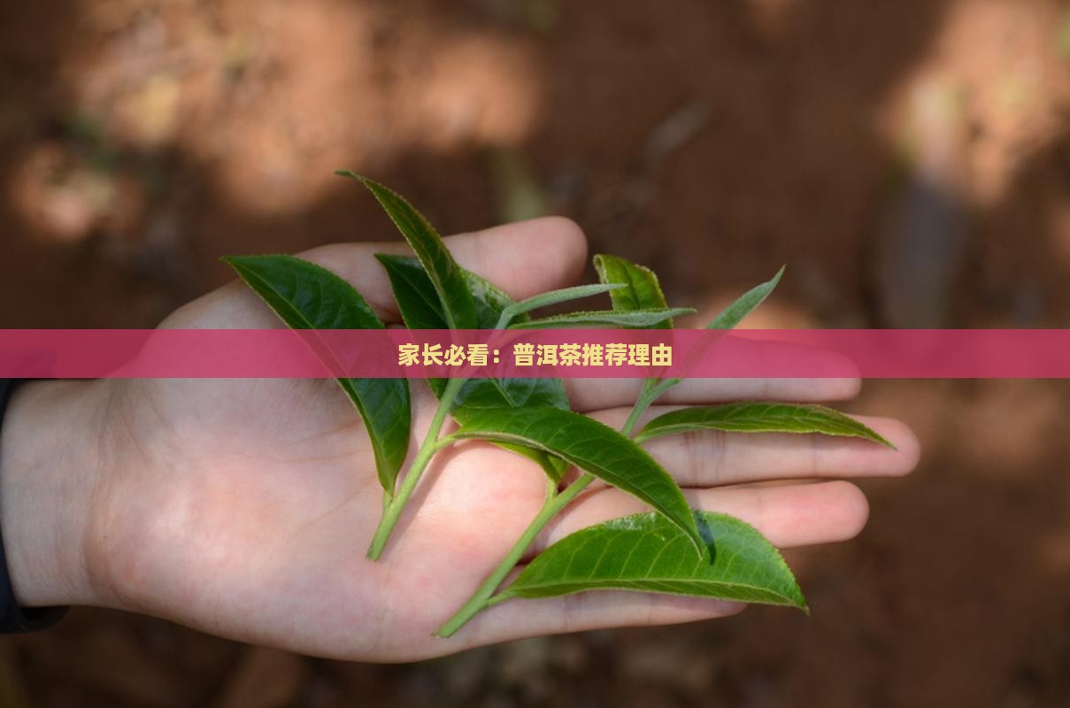 家长必看：普洱茶推荐理由