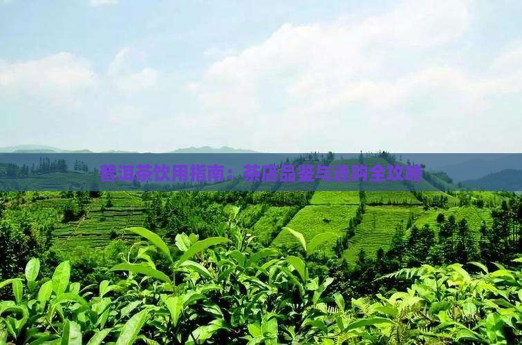 普洱茶饮用指南：茶店品鉴与选购全攻略