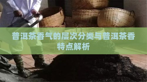 普洱茶香气的层次分类与普洱茶香特点解析