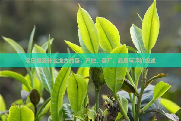 老班章茶什么地方的茶，产地、茶厂、品质与评价综述