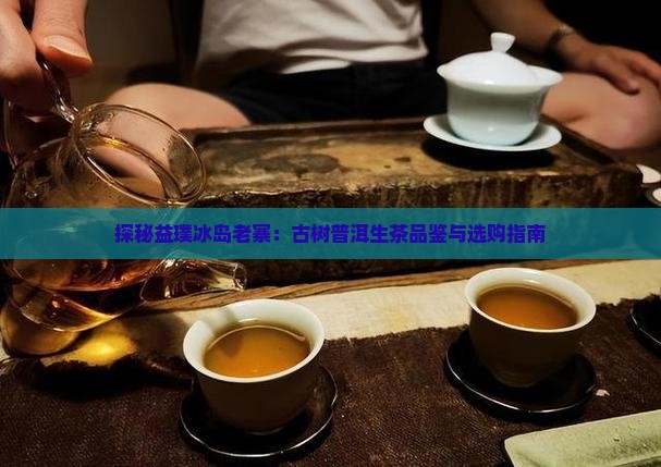 探秘益璞冰岛老寨：古树普洱生茶品鉴与选购指南