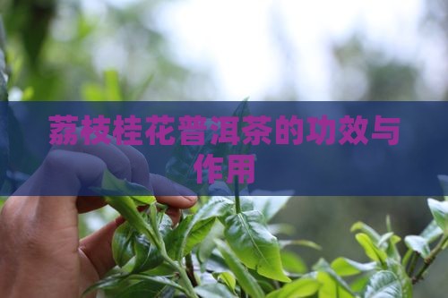 荔枝桂花普洱茶的功效与作用