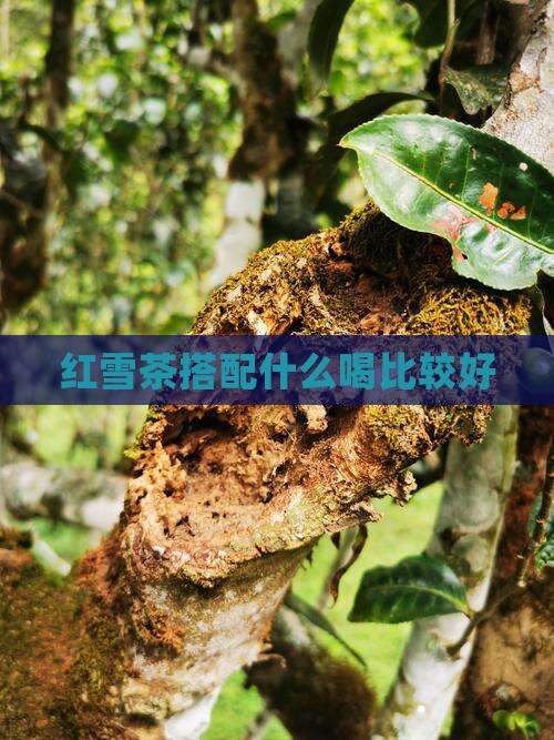 红雪茶搭配什么喝比较好