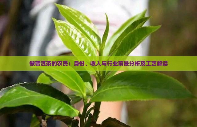 做普洱茶的农民：身份、收入与行业前景分析及工艺解读