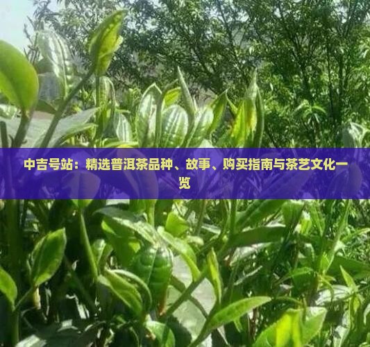 中吉号站：精选普洱茶品种、故事、购买指南与茶艺文化一览