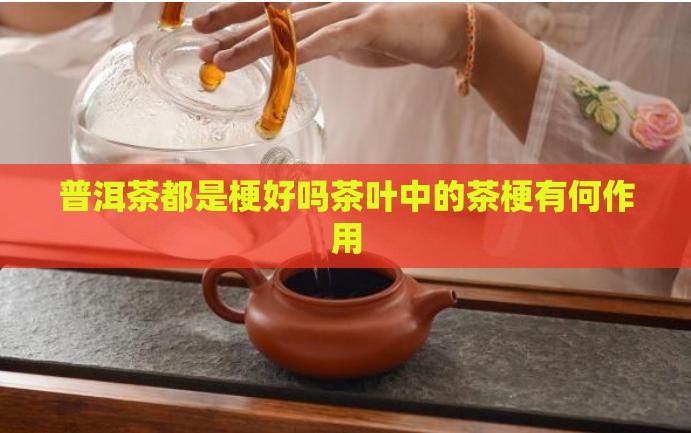 普洱茶都是梗好吗茶叶中的茶梗有何作用