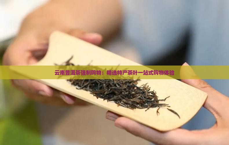 云南普洱茶强制购物：精选特产茶叶一站式购物体验
