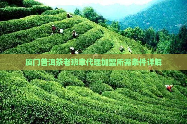 厦门普洱茶老班章代理加盟所需条件详解
