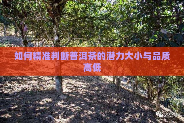 如何精准判断普洱茶的潜力大小与品质高低