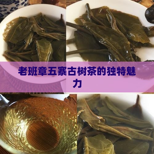 老班章五寨古树茶的独特魅力