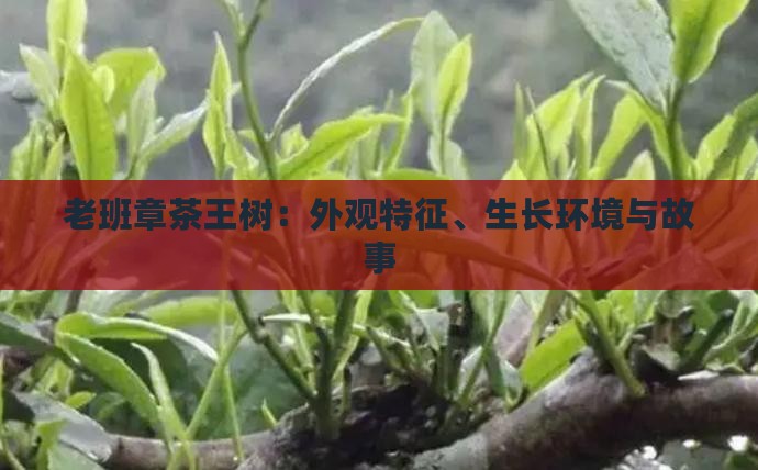 老班章茶王树：外观特征、生长环境与故事