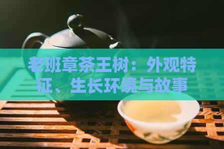 老班章茶王树：外观特征、生长环境与故事