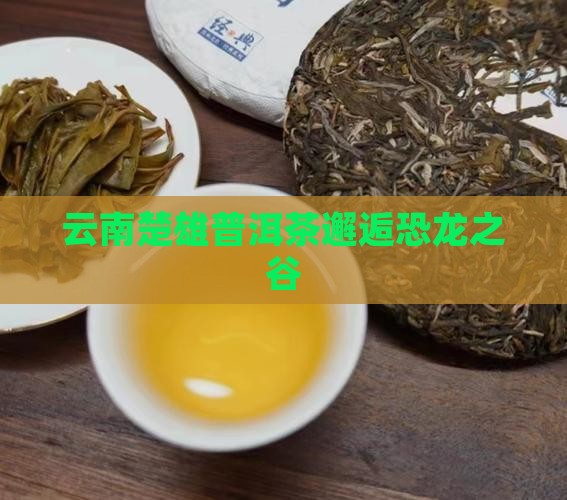 云南楚雄普洱茶邂逅恐龙之谷
