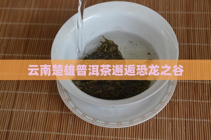 云南楚雄普洱茶邂逅恐龙之谷