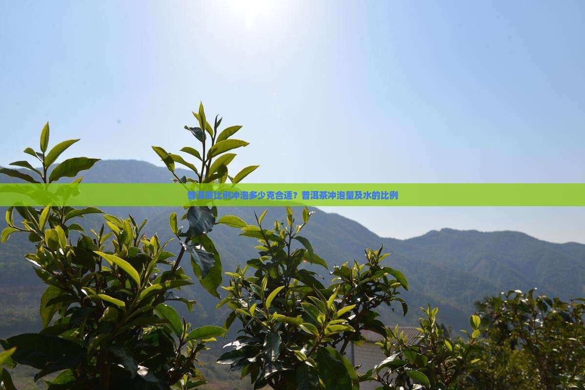 普洱茶比例冲泡多少克合适？普洱茶冲泡量及水的比例