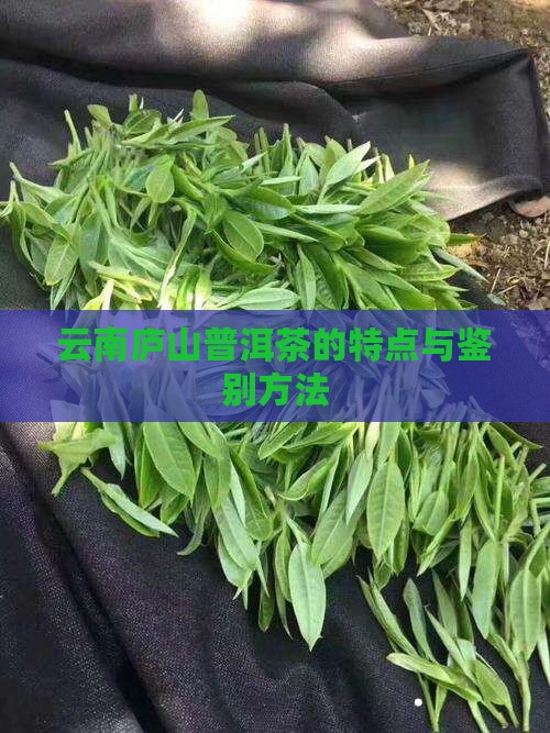 云南庐山普洱茶的特点与鉴别方法