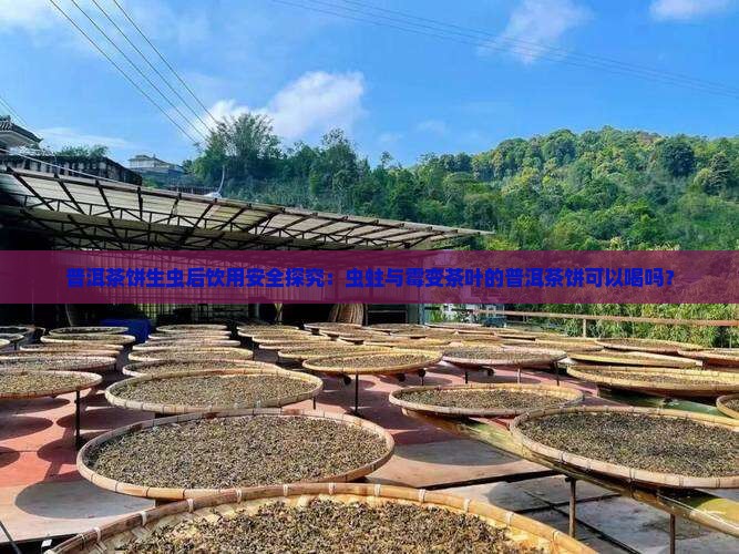 普洱茶饼生虫后饮用安全探究：虫蛀与霉变茶叶的普洱茶饼可以喝吗？