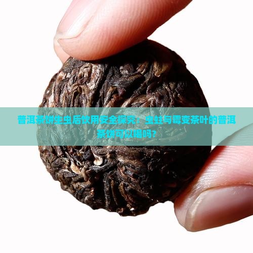 普洱茶饼生虫后饮用安全探究：虫蛀与霉变茶叶的普洱茶饼可以喝吗？