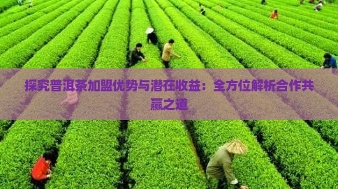 探究普洱茶加盟优势与潜在收益：全方位解析合作共赢之道