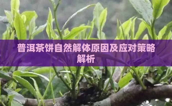 普洱茶饼自然解体原因及应对策略解析