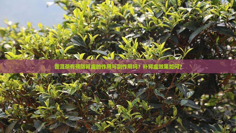 普洱茶有预防肾虚的作用与副作用吗？补肾虚效果如何？