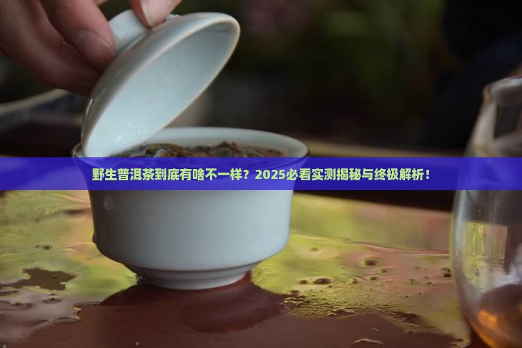 野生普洱茶是什么样的特点