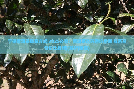 宁德普洱茶联系方式