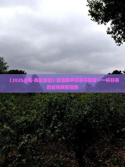 普洱一杯好普洱茶